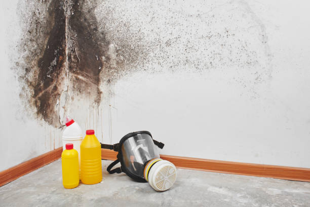 Mold Removal and Inspection in Fredericktown, MO