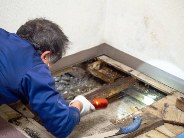 Best Local Mold Removal Service  in Fredericktown, MO