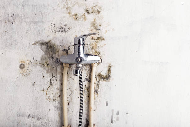Best Mold Damage Repair  in Fredericktown, MO
