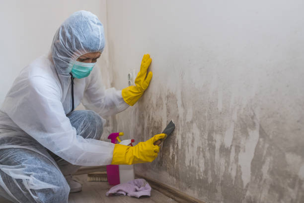 Best Best Mold Removal Companies  in Fredericktown, MO