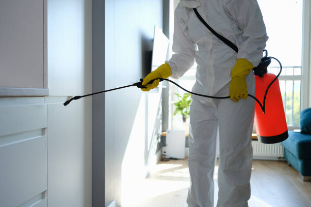 Best Certified Mold Removal  in Fredericktown, MO