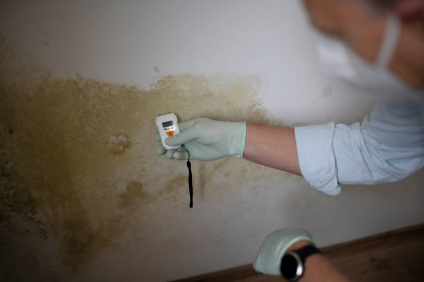 Crawl Space Mold Removal in Fredericktown, MO