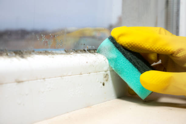 Best Mold Inspection  in Fredericktown, MO