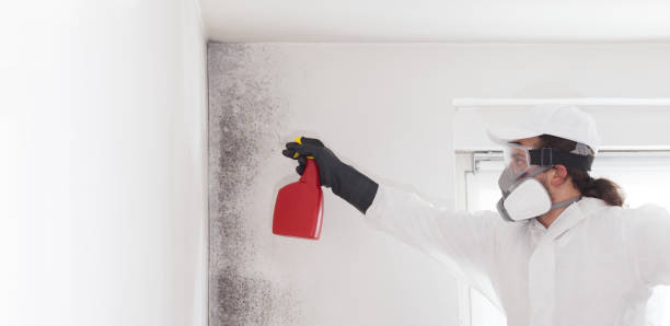 Best Mold Removal and Inspection  in Fredericktown, MO