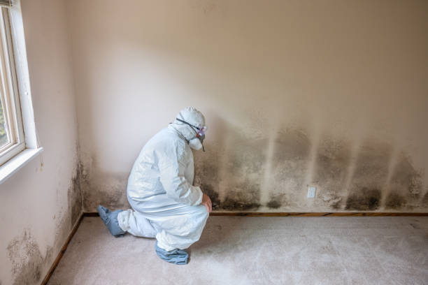 Best Toxic Mold Removal  in Fredericktown, MO