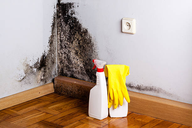 Best Fast Mold Removal  in Fredericktown, MO